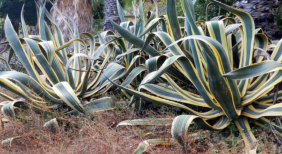 Agave americana variegata